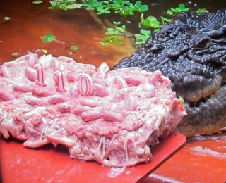 Rođendanska torta za krokodila
