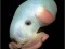 Dumbo oktopod