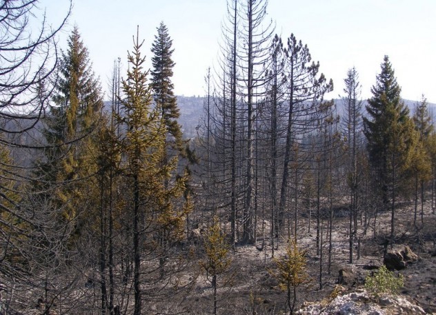 Kiša ugasila požare u Jablanici