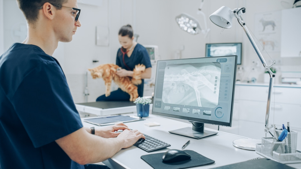 Doktor veterinarske medicine (m/ž)