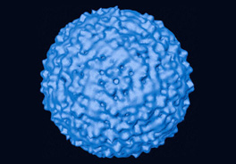 Novi smrtonosni virus širi se Australijom