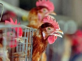 Novi slučajevi ptičje gripe u Grčkoj