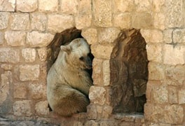 Medvjed u zoološkom vrtu u Haifi