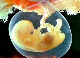 Ćelijama abortiranog fetusa, doktori namjeravaju spasiti život dječaka