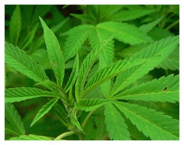 Marihuana legalna u Finskoj