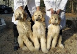 Klonirani psi iz Seula, Foto: AFP