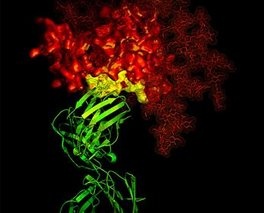 Antitijela (zeleno) napadaju virus