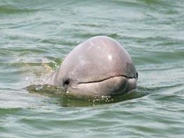 Delfini govore velškim dijalektom