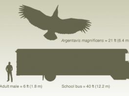 Uspoređena veličina ptice