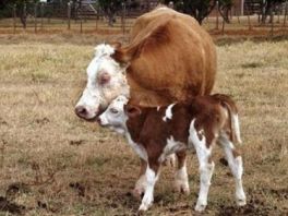 Foto: Reuters; Klonirana krava sa teletom