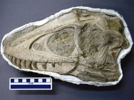 Otkriven kostur dinosaurusa od prije 70 miliona godina