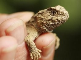 Tuatara gušter otkriven na Novom Zelandu