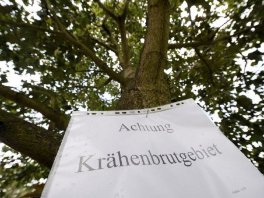 Na ulicama Berlina ptice napadaju prolaznike