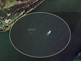 Google Earth: Snimka potencijalne Nessie