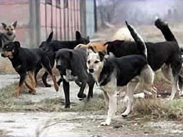 Pseće nevolje u Sloveniji za Božić i Novu godinu