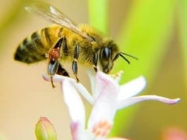 liječenje uboda pčela protiv artroze