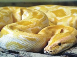 Albino piton čuvao kokain, pri pretresu napao policajce