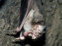 Petero djece umrlo nakon ugriza bijesnih vampirskih šišmiša