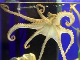 U Sea Lifeu predstavljen nasljednik hobotnice Paul