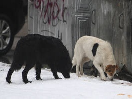 Psi lutalice u parku u Hrasnom (Foto: P./Klix.ba)