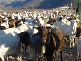 Najveća farma koza u BiH (Foto: Arhiv)