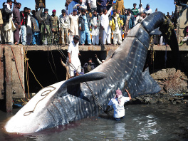 Ogromni kit izvučen iz mora (Foto: AFP)