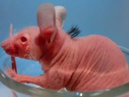 Naučnici uzgojili kosu na ćelavom mišu (Foto: AFP)