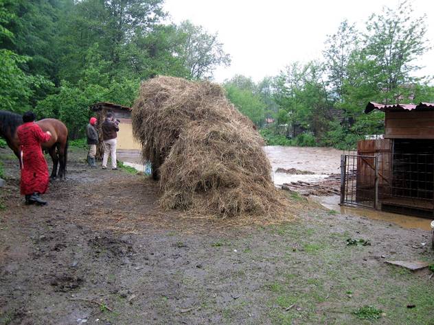 Evakuacija stoke (Foto: SRNA)