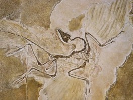 Južna Koreja: Naređeno izbacivanje primjera evolucije iz udžbenika