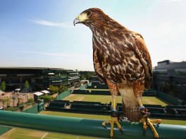U Wimbledonu ukraden soko koji je tjerao golubove