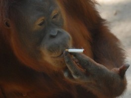 Orangutan Tori (Foto: AFP)