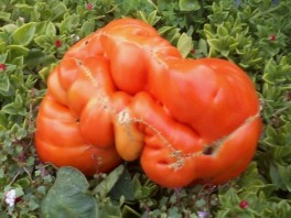 Saja Nedinić iz Dervente uzgojila paradajz od 1,3 kilograma