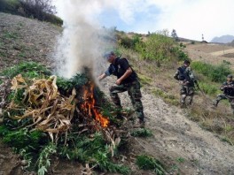 Policija u Peruu spalila 50 tona marihuane