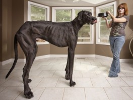 Najviši pas na svijetu (Foto: AFP)