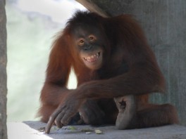 Orangutan Tori (Foto: AFP)