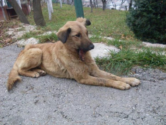 Potraga za teško ranjenim psom traje danima