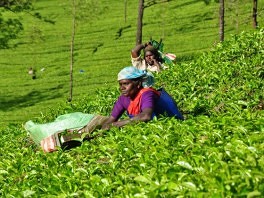 Plantaže čaja u Indiji