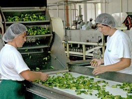 Radnici Vegafruita istjerani na ulicu, stupili u štrajk glađu