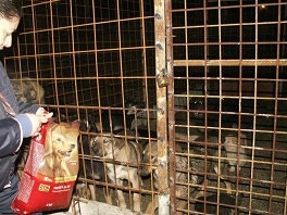 I aktivistica Udruženja "Život" je donijela hranu psima u Butmiru