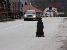 Na ulicama Srebrenice pronađeno nekoliko otrovanih pasa (Foto: Arhiv/Davorin Sekulić/Klix.ba)