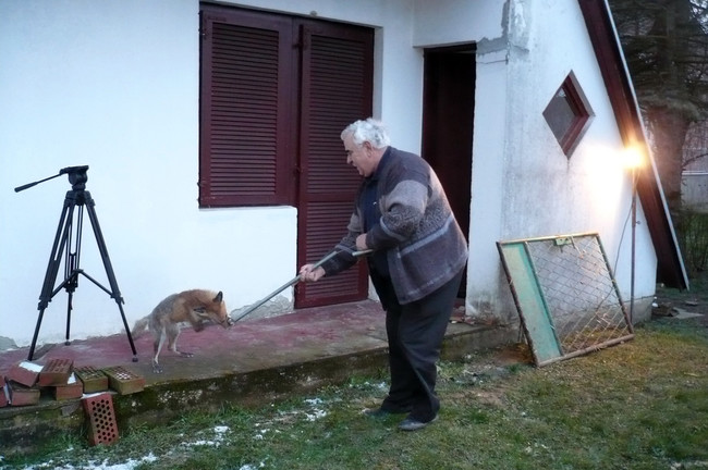 Hvatanje lisice (Foto: SRNA)