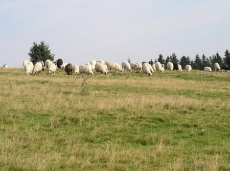 Ovce na Vlašiću