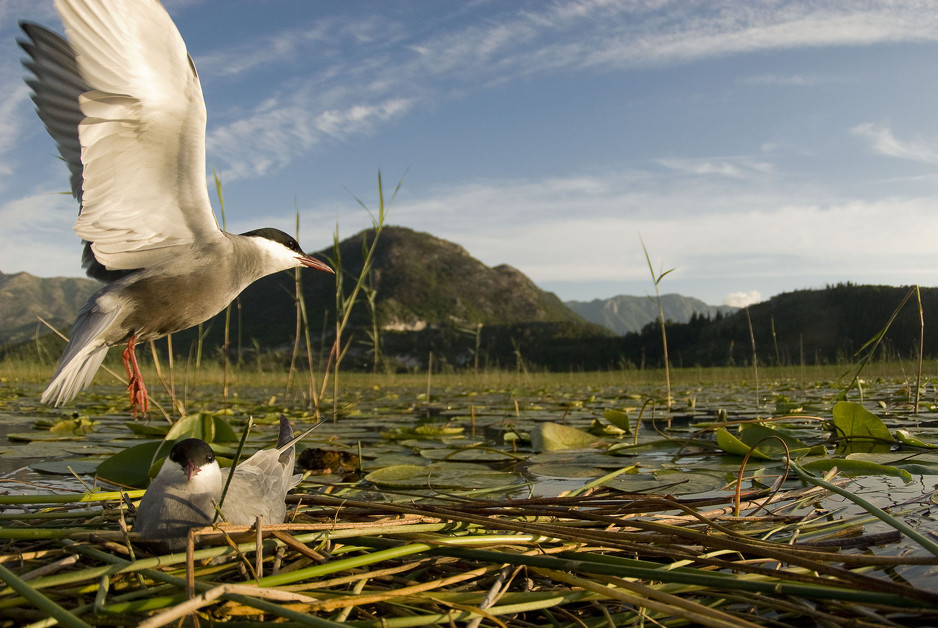 Skadarsko jezero (Foto: Anadolija)