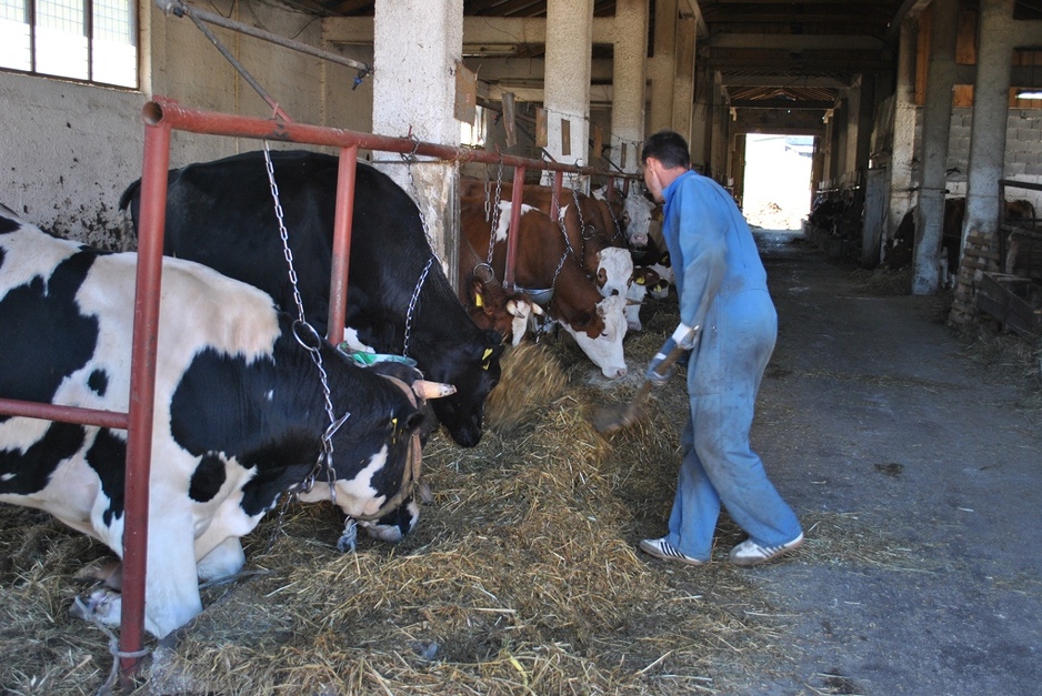 Zemljoradnička zadruga Tarčin (Foto: CIN)