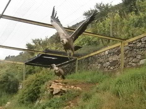 Uginuo Soko, posljednji mužjak bjeloglavog supa u BiH