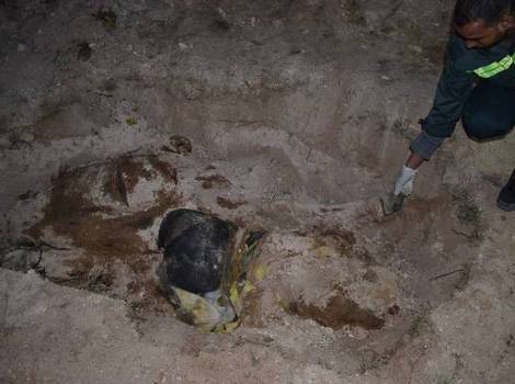 Tijela ubijenih Fahrudina i Sejide zakopana su ispod palme (Foto: AFP)