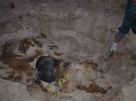Tijela ubijenih Fahrudina i Sejide zakopana su ispod palme (Foto: AFP)
