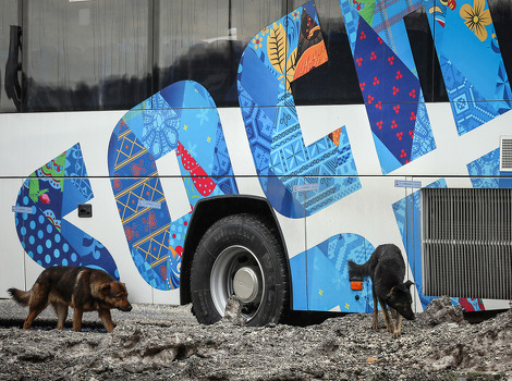Psi lutalice u Sočiju (Foto: EPA)