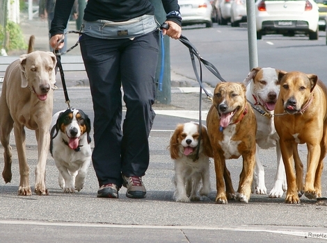 Šetanje pasa je veoma razvijen posao u zapadnim zemljama (Foto: Ilustracija)