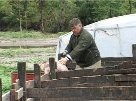 Srbija: Uništeno 200 tona leševa uginulih životinja